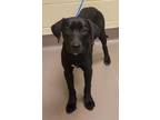 Adopt a Labrador Retriever / Mixed dog in Norman, OK (41511387)