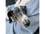 Adopt Hank3 a White - with Black Dachshund / Mixed dog in Brookfield