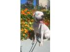Adopt Perdita a White Dogo Argentino / Mixed dog in Long Beach, CA (41511353)