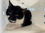 Adopt Matt a Domestic Shorthair / Mixed (short coat) cat in Houston