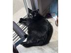 Adopt Pipsqueak a Black (Mostly) Domestic Mediumhair / Mixed (medium coat) cat