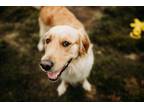 Adopt Kaia a Tan/Yellow/Fawn Golden Retriever / Mixed dog in Fort Meade