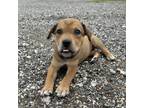Adopt Gigi XI a Black Labrador Retriever / Mixed dog in Dallas, TX (41505152)
