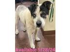 Adopt Dog Kennel #6 a Border Collie / Mixed Breed (Medium) / Mixed dog in