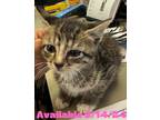 Adopt Cat Condo #5 a Domestic Shorthair / Mixed (short coat) cat in Greenville