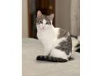 Adopt Pete a Tiger Striped American Shorthair / Mixed (short coat) cat in