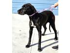 Adopt DIAMOND a Black Great Dane / Mixed dog in KINGMAN, AZ (41511228)