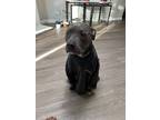 Adopt Chico a Gray/Blue/Silver/Salt & Pepper American Pit Bull Terrier /