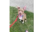 Adopt Roscoe a Brindle - with White American Pit Bull Terrier / Mixed dog in