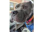 Adopt Charlie a Gray/Silver/Salt & Pepper - with White American Pit Bull Terrier
