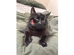 Adopt Seven a All Black Domestic Shorthair / Mixed (short coat) cat in Los