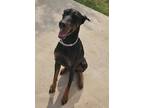 Adopt Bane a Black - with Tan, Yellow or Fawn Doberman Pinscher / Mixed dog in