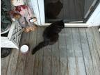 Adopt Pumpkin a All Black Domestic Longhair / Mixed (long coat) cat in