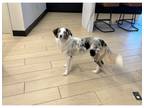 Adopt Sparkle a Merle Australian Shepherd / Mixed dog in Emeryville