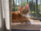 Adopt Lucky a Orange or Red Tabby Tabby / Mixed (short coat) cat in Haddon