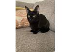 Adopt SZA a Black (Mostly) American Shorthair / Mixed (short coat) cat in