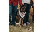 Adopt Rex a Brown/Chocolate - with Tan German Shepherd Dog / Mixed dog in Cold