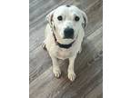 Adopt Hattie a Cattle Dog dog in Windsor, CO (41503636)