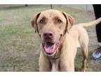Adopt DUNCAN a Brown/Chocolate Labrador Retriever / Mixed dog in Ocala