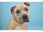Adopt APOLLO a Brown/Chocolate - with White Mixed Breed (Medium) / Mixed dog in