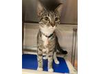 Adopt Taffy a Domestic Shorthair / Mixed cat in Richmond, VA (41507057)