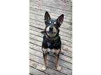 Adopt Archie a Black - with Tan, Yellow or Fawn Australian Kelpie / Mixed dog in