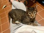 Adopt Juan a Brown Tabby Domestic Shorthair cat in Brooklyn, NY (41510622)