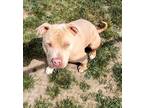 Adopt Loki 41301 a Pit Bull Terrier / Mixed dog in Pocatello, ID (41492709)