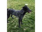 Adopt Koda 41397 a Australian Cattle Dog / Border Collie / Mixed dog in