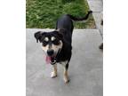 Adopt Owen 41416 a German Shepherd Dog / Mixed dog in Pocatello, ID (41496010)