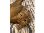 Adopt Winston a Orange or Red (Mostly) American Shorthair / Mixed (short coat)