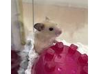 Adopt Kiwi a Hamster small animal in Kingston, NY (41510700)