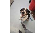 Adopt Tony Fka Thunder Buddy a Hound (Unknown Type) / Mixed dog in Portsmouth