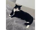 Adopt Buddy a Black & White or Tuxedo Maine Coon / Mixed (medium coat) cat in