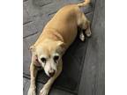 Adopt Nani a Tan/Yellow/Fawn Terrier (Unknown Type, Small) / Dachshund / Mixed
