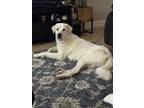 Adopt Mason a White Great Pyrenees / Mixed dog in Bakersfield, CA (41498174)