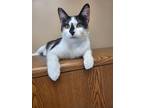 Adopt Margi a Calico or Dilute Calico Domestic Shorthair (short coat) cat in