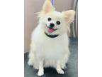 Adopt Chorong a White - with Tan, Yellow or Fawn Pomeranian / Mixed dog in
