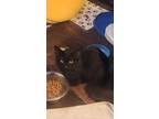 Adopt Spike a All Black Domestic Longhair / Mixed (long coat) cat in Homosassa
