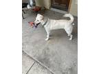 Adopt Bailey a White Labrador Retriever / Mixed dog in Fort Worth, TX (41510448)