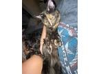 Adopt Gumbo a Domestic Shorthair cat in Cleburne, TX (41510465)