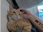 Adopt Spice a Orange or Red (Mostly) Domestic Shorthair cat in Cleburne