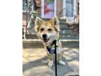 Adopt Nadeul a Jindo dog in LONG ISLAND CITY, NY (41510457)