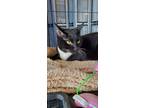 Adopt Atlas a Black (Mostly) Domestic Shorthair cat in Hinton, AB (41510453)