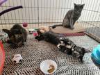 Adopt Cats have No Name a Calico or Dilute Calico Calico / Mixed (short coat)
