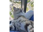 Adopt Otis a Spotted Tabby/Leopard Spotted Bengal / Mixed (short coat) cat in