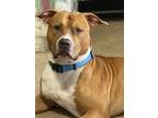 Adopt Dusty a Tan/Yellow/Fawn - with White Staffordshire Bull Terrier / Mixed