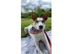 Adopt Mindy a White - with Red, Golden, Orange or Chestnut Whippet / Jack