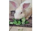 Adopt Rambo a Flemish Giant / Mixed rabbit in Nelson, BC (41510340)