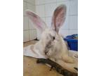 Adopt Will a Flemish Giant / Mixed rabbit in Nelson, BC (41510336)